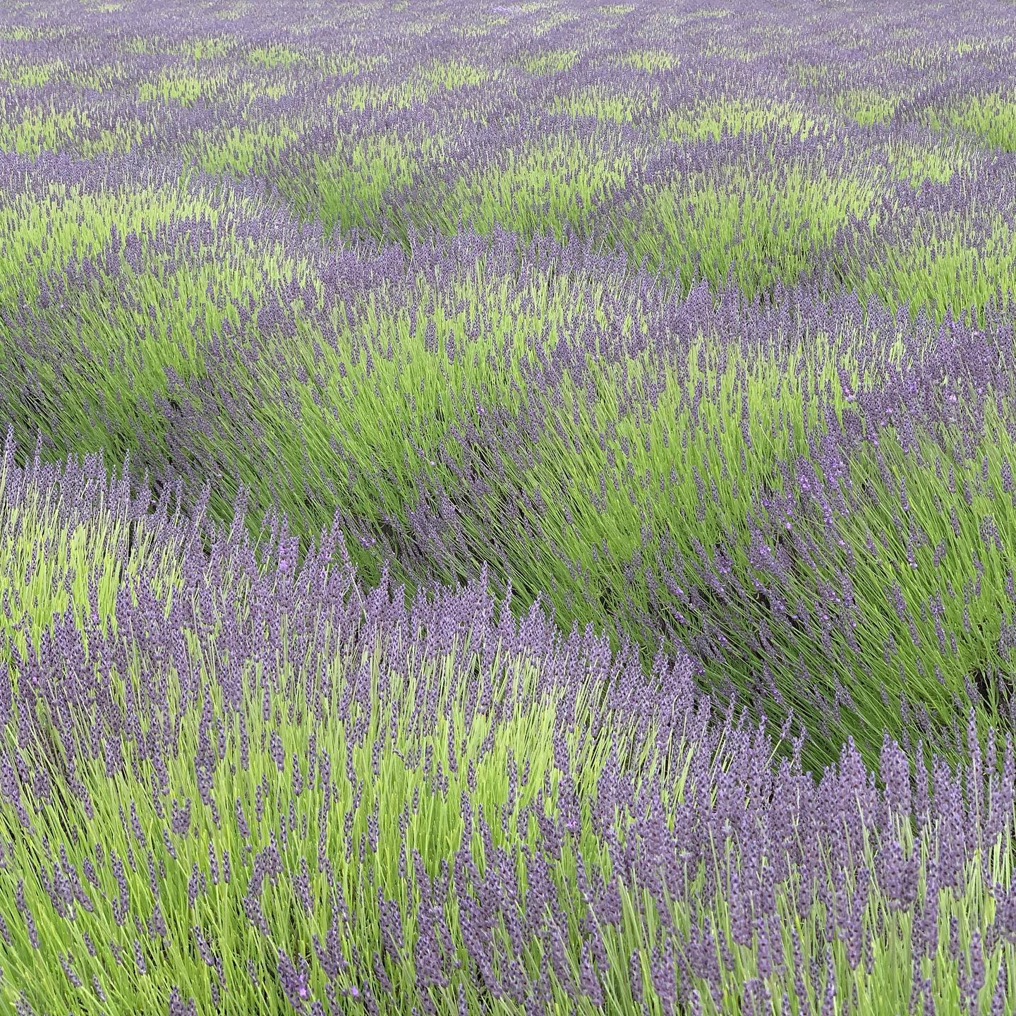 Lavender fields in Sequim, WA