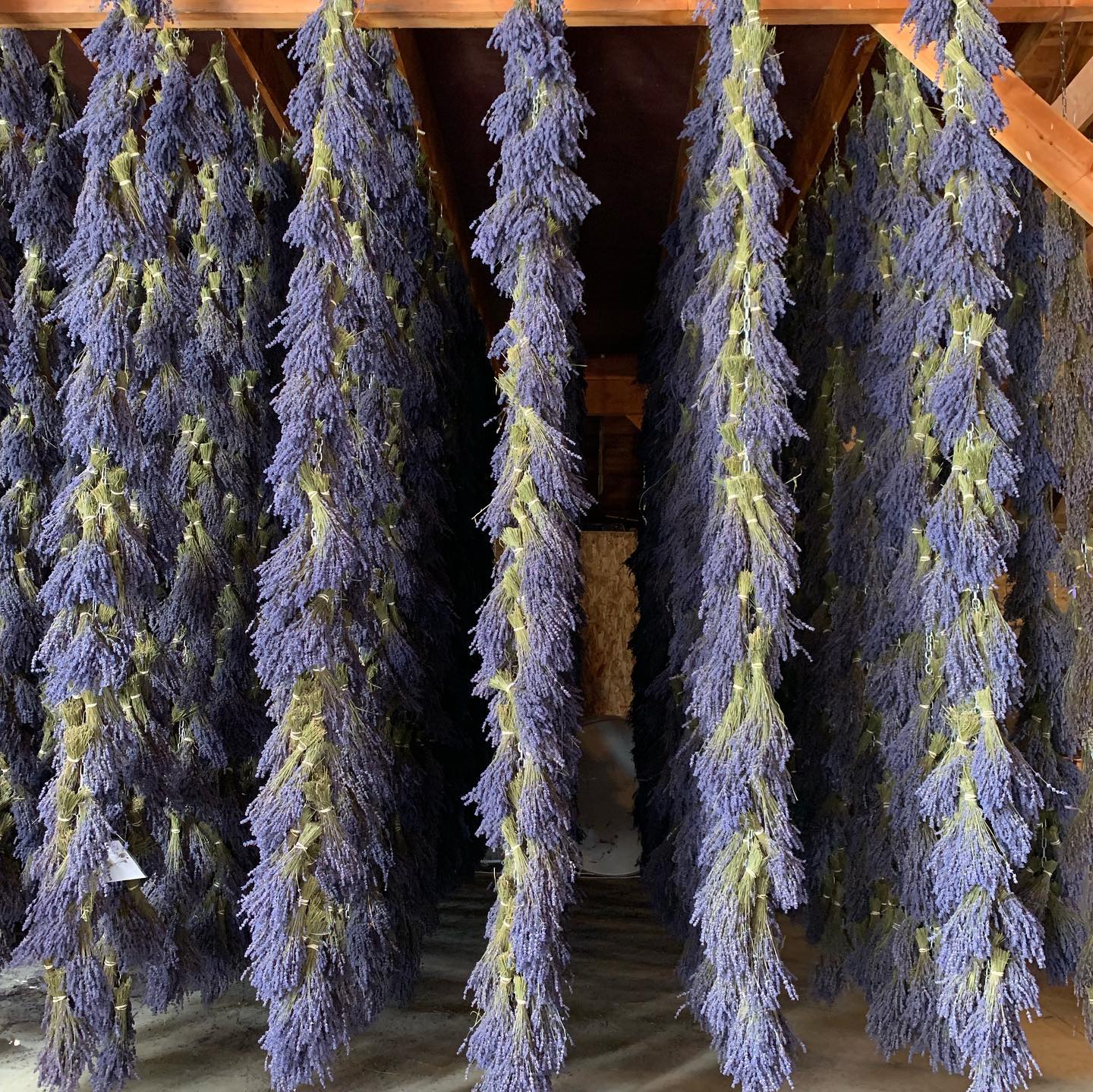 Lavender 2 in Sequim, WA